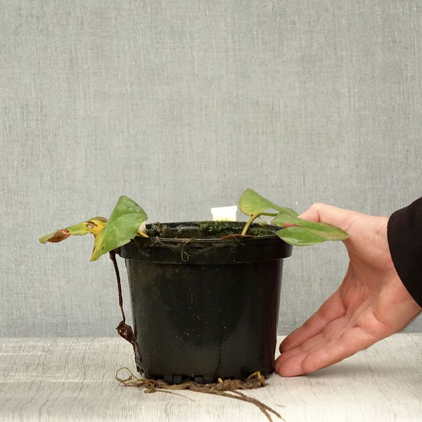 Exemplaar van Nymphaea Odorata Sulphurea Grandiflora - Nénuphar rustique jaune Pot de 1,5L/2L zoals geleverd in de herfst