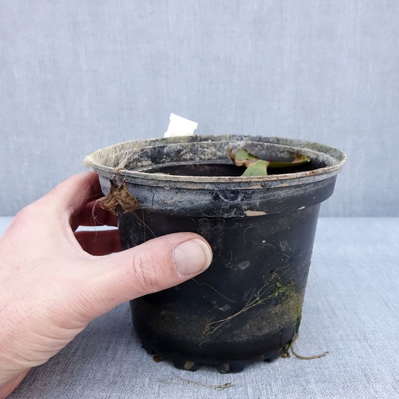 Example of Nymphaea Odorata Sulphurea Grandiflora - Nénuphar rustique jaune Pot van 1,5 l/2 l as you get in hiver