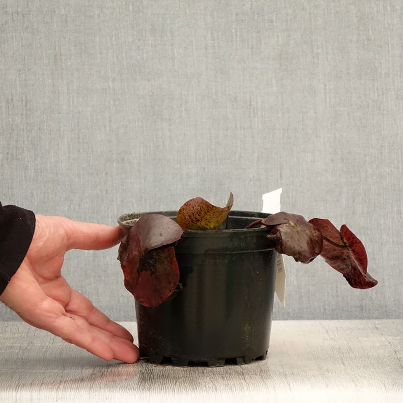 Exemplaar van Nymphaea odorata Sulphurea Grandiflora - Waterlelie Pot van 1,5 l/2 l zoals geleverd in de lente