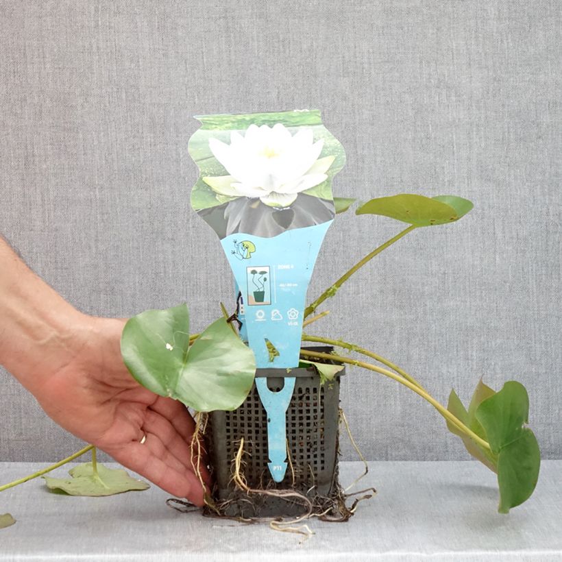 Exemplaar van Nymphaea Perry's Double White - Waterlelie Pot van 1 l/1,5 l zoals geleverd in de zomer