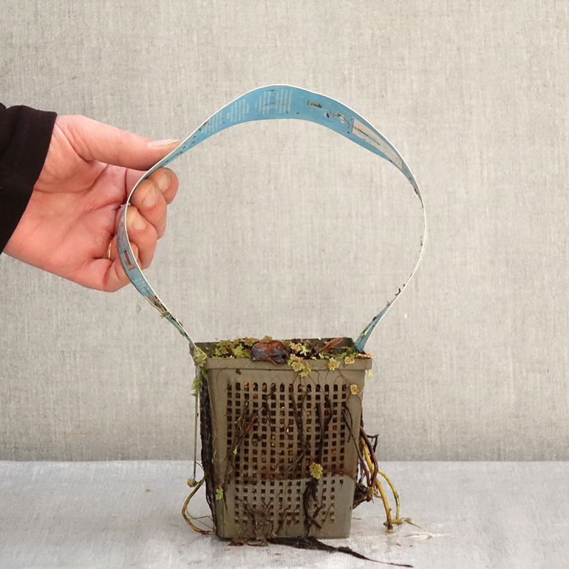 Example of Nymphaea Perry's Double White - Nénuphar rustique Pot van 1 l/1,5 l as you get in hiver