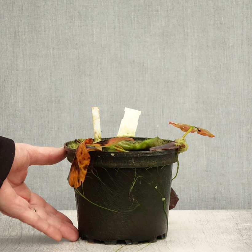 Exemplaar van Nymphaea Perry's Red Glow - Waterlelie Pot van 1,5 l/2 l zoals geleverd in de herfst