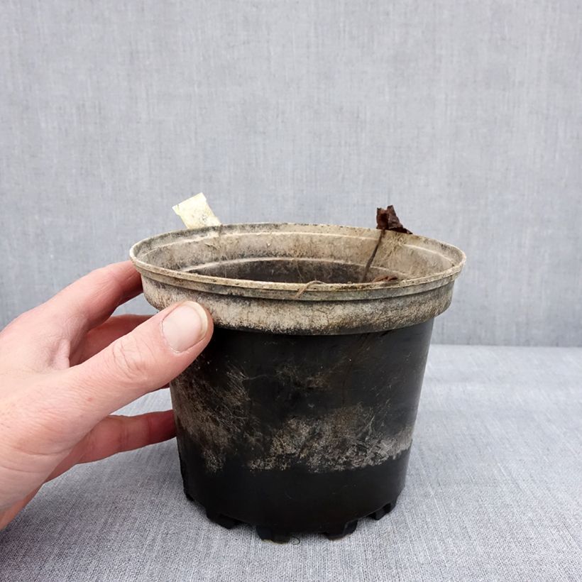 Example of Nymphaea Perry's Red Glow - Nénuphar rustique rouge Pot van 1,5 l/2 l as you get in hiver