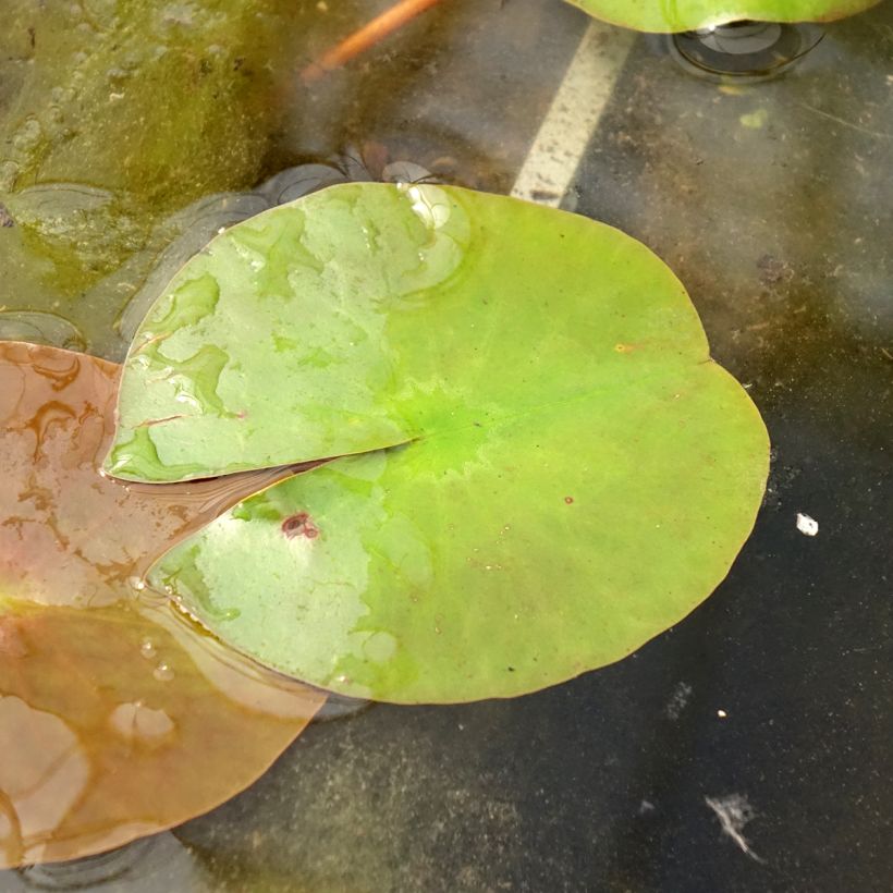 Nymphaea Peter Slocum - Waterlelie (Blad)