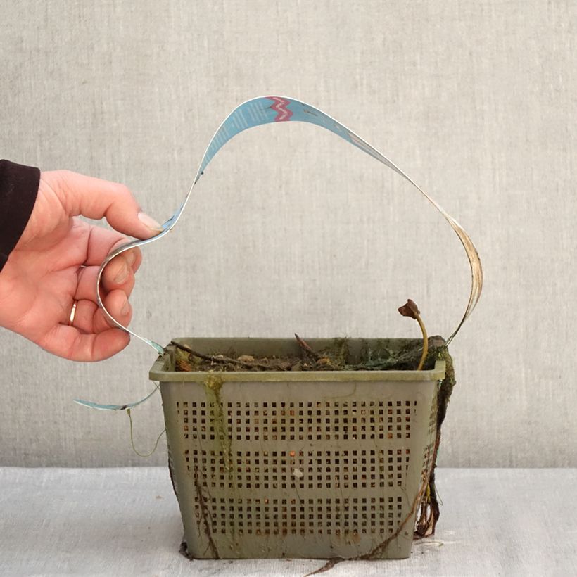 Example of Nymphaea Peter Slocum - Nénuphar rustique rose parme Pot van 3 l/4 l as you get in hiver