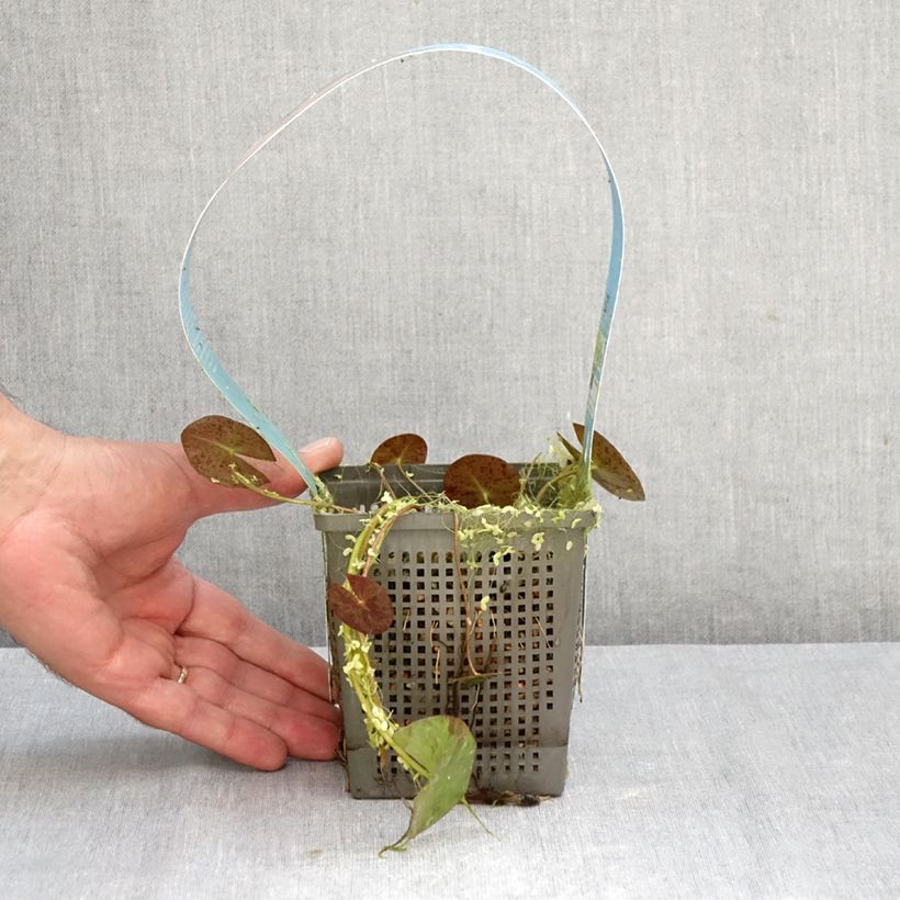 Exemplaar van Nymphaea Phoebus - Waterlelie Pot van 1 l/1,5 l zoals geleverd in de herfst