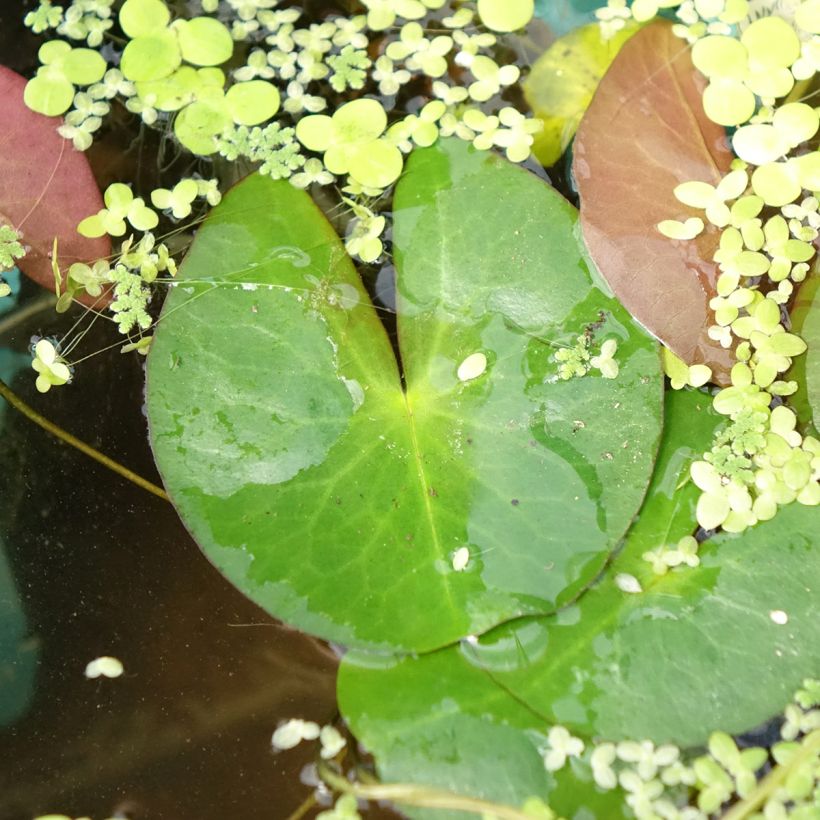 Nymphaea Pygmaea Alba - Waterlelie (Blad)