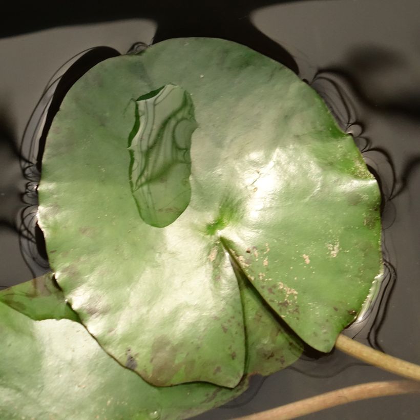 Nymphaea Pygmaea Helvola - Waterlelie (Blad)