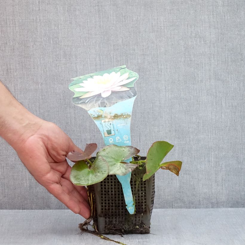Exemplaar van Nymphaea Ray Davies - Waterlelie Pot van 1 l/1,5 l zoals geleverd in de zomer