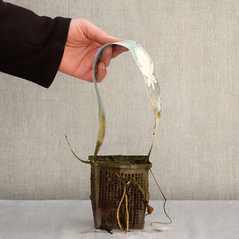 Example of Nymphaea Ray Davies - Nénuphar rustique Pot van 1 l/1,5 l as you get in hiver