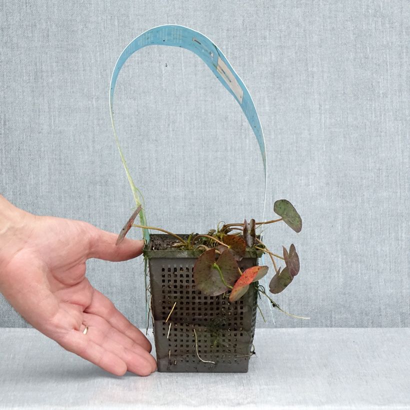 Exemplaar van Nymphaea Red Spider - Waterlelie Pot van 1 l/1,5 l zoals geleverd in de zomer