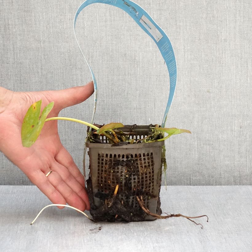 Exemplaar van Nymphaea Rose Arey - Waterlelie Pot van 1 l/1,5 l zoals geleverd in de herfst