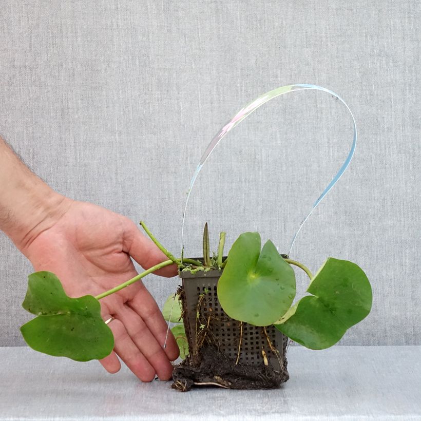 Exemplaar van Nymphaea Rose Arey - Waterlelie Pot van 1 l/1,5 l zoals geleverd in de zomer