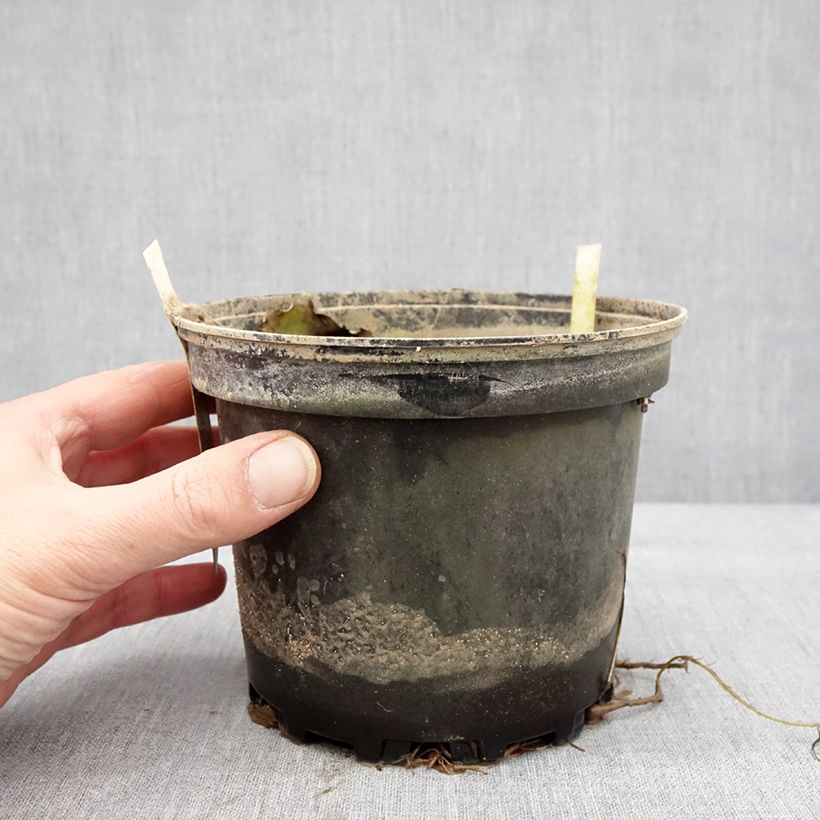 Example of Nymphaea Starbright - Nénuphar rustique Pot van 1,5 l/2 l as you get in hiver