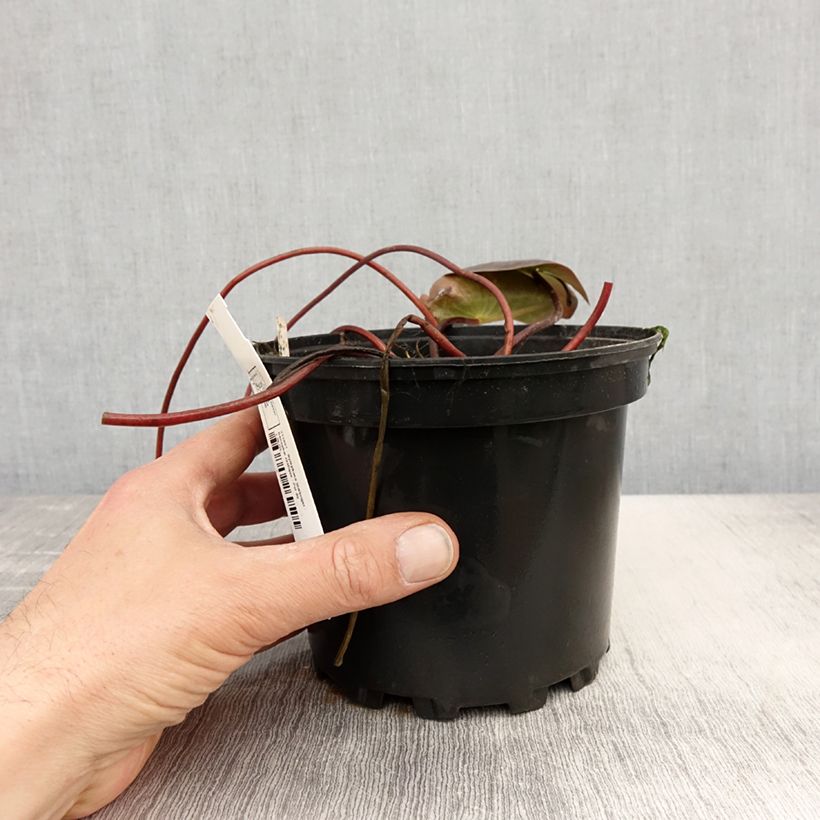 Exemplaar van Nymphaea Starbright - Waterlelie Pot van 1,5 l/2 l zoals geleverd in de lente