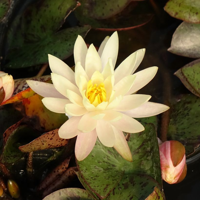 Nymphaea Texas Dawn - Waterlelie (Bloei)