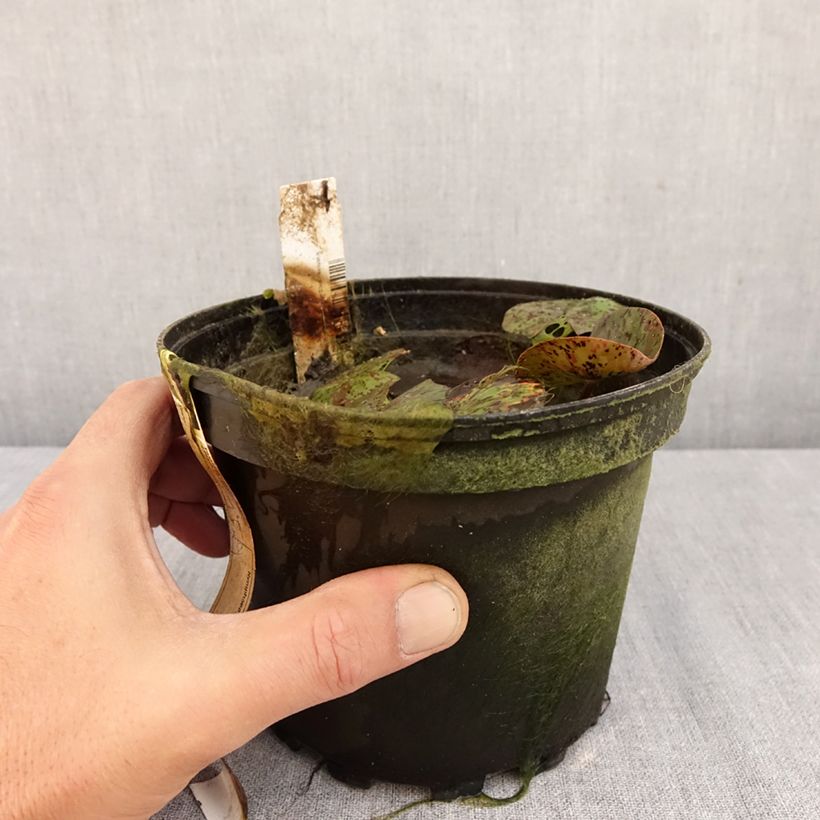 Exemplaar van Nymphaea Texas Dawn - Waterlelie Pot van 1,5 l/2 l zoals geleverd in de herfst
