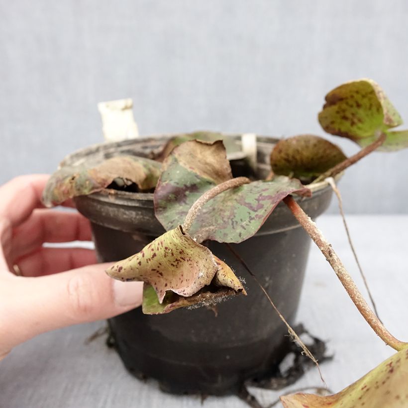 Example of Nymphaea Texas Dawn - Nénuphar rustique Pot van 1,5 l/2 l as you get in hiver