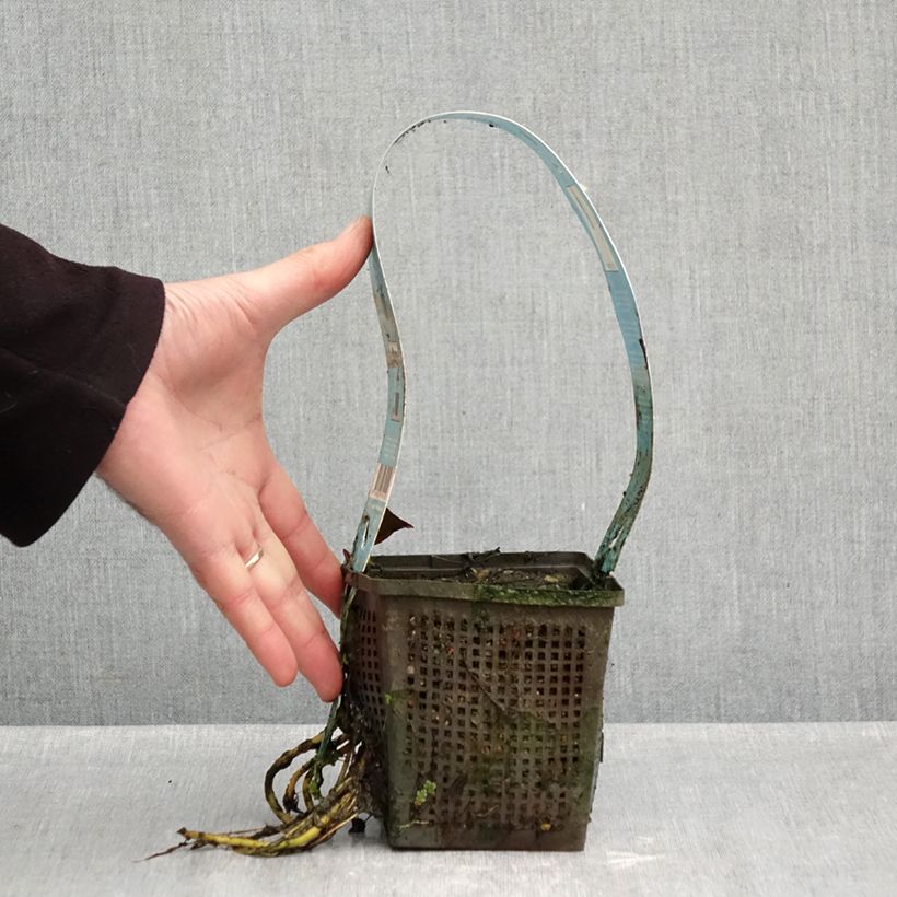 Exemplaar van Nymphaea Venusta - Waterlelie Pot van 1 l/1,5 l zoals geleverd in de herfst