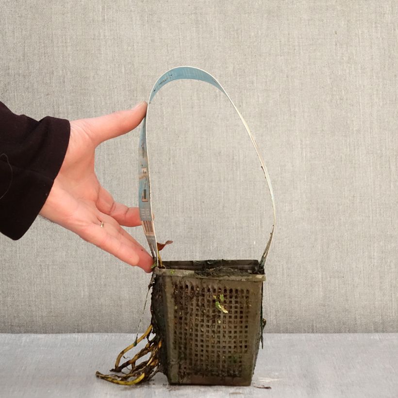 Example of Nymphaea Venusta - Nénuphar rustique Pot van 1 l/1,5 l as you get in hiver