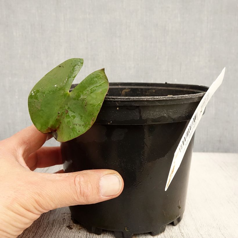 Exemplaar van Nymphaea Walter Pagels - Waterlelie Pot van 1,5 l/2 l zoals geleverd in de lente