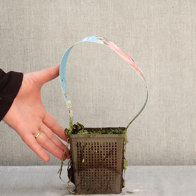 Example of Nymphaea Wanvisa - Nénuphar rustique Pot van 1 l/1,5 l as you get in hiver