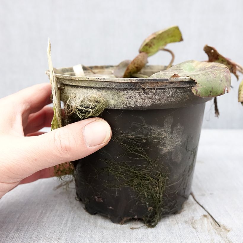 Example of Nymphaea White 1000 Petals - Nénuphar rustique blanc Pot van 1,5 l/2 l as you get in hiver