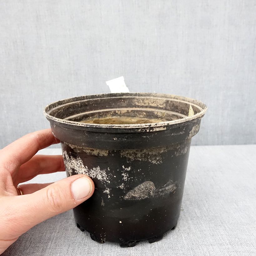 Example of Nymphaea White Sultan - Nénuphar rustique blanc Pot van 1,5 l/2 l as you get in hiver