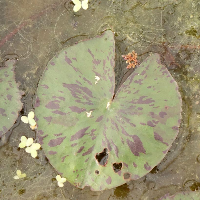 Nymphaea Yellow Enigma - Waterlelie (Blad)