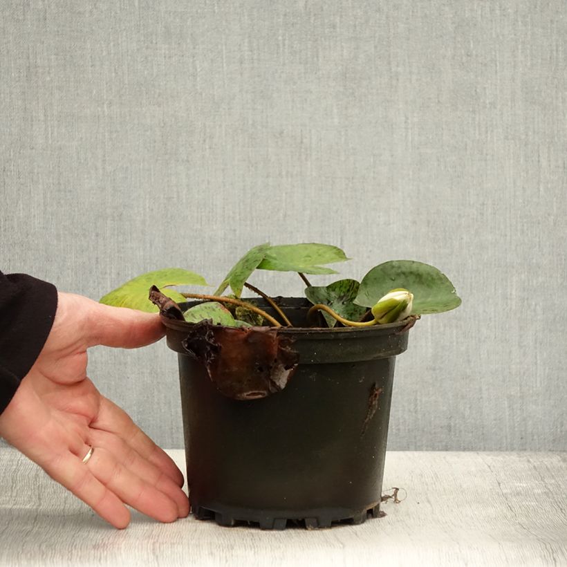 Exemplaar van Nymphaea Yellow Enigma - Waterlelie Pot van 1,5 l/2 l zoals geleverd in de herfst