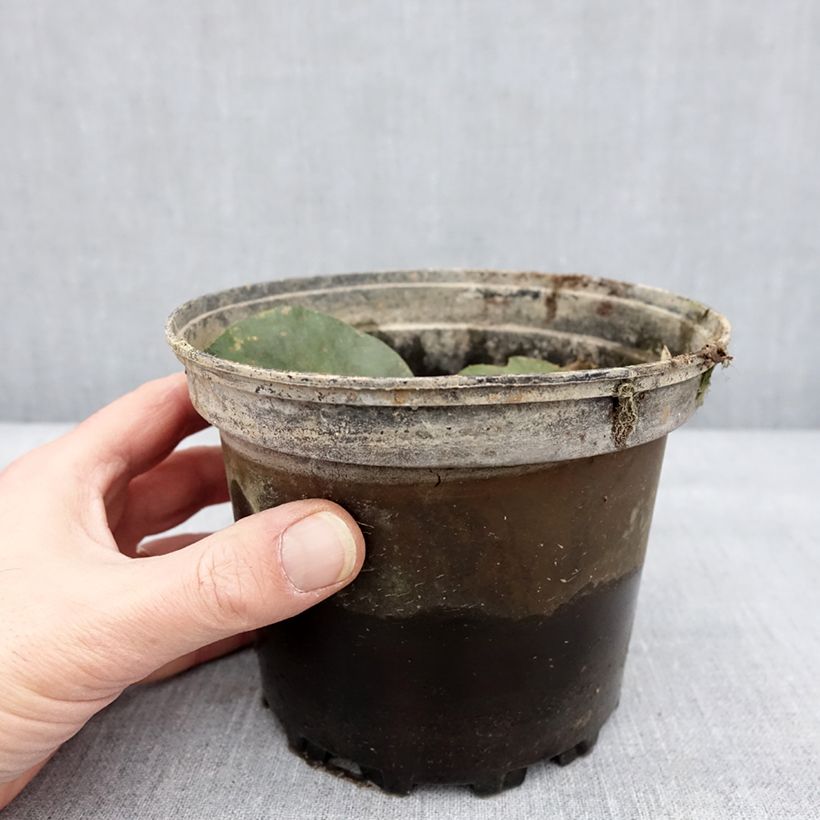 Example of Nymphaea Yellow Enigma - Nénuphar rustique jaune Pot van 1,5 l/2 l as you get in hiver