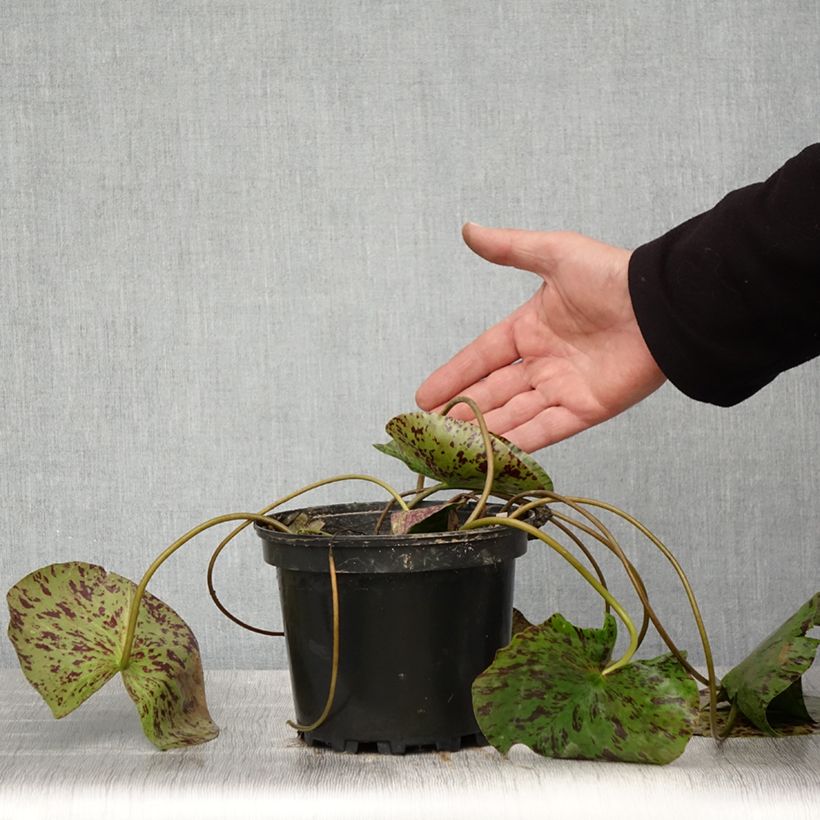 Exemplaar van Nymphaea Yellow Enigma - Waterlelie Pot van 1,5 l/2 l zoals geleverd in de lente