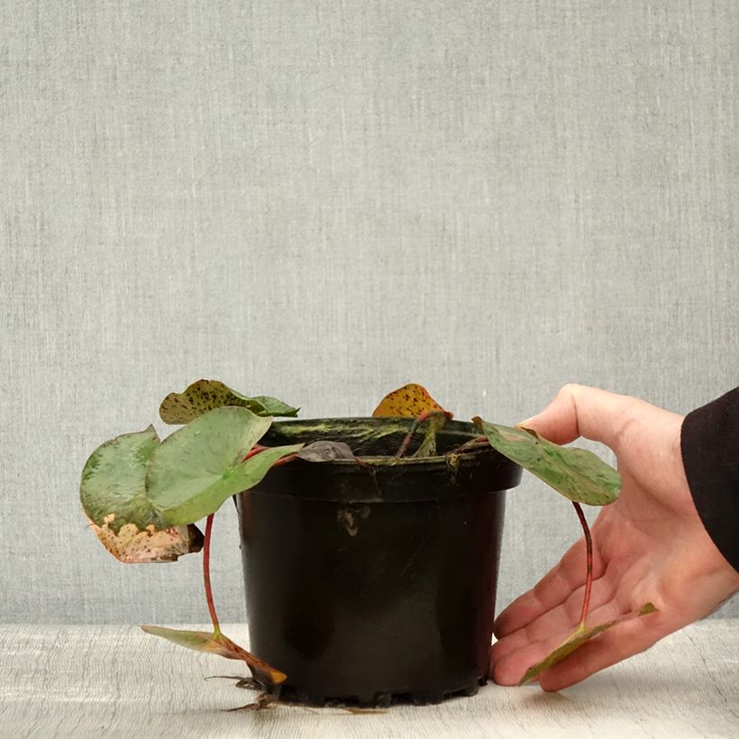 Exemplaar van Nymphaea Yellow Queen - Nénuphar rustique jaune Pot de 1,5L/2L zoals geleverd in de herfst