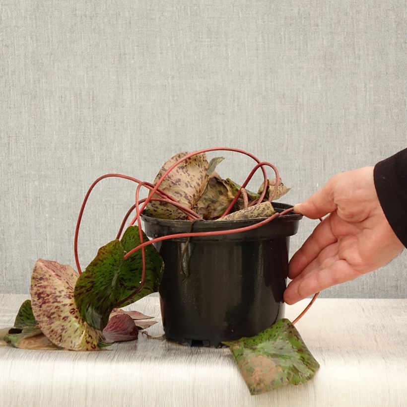 Exemplaar van Nymphaea Yellow Queen - Waterlelie Pot van 1,5 l/2 l zoals geleverd in de lente