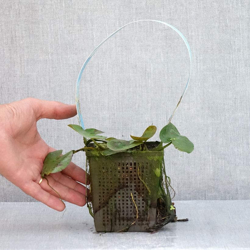 Exemplaar van Nymphaea Yellow Sensation - Waterlelie Pot van 1 l/1,5 l zoals geleverd in de zomer