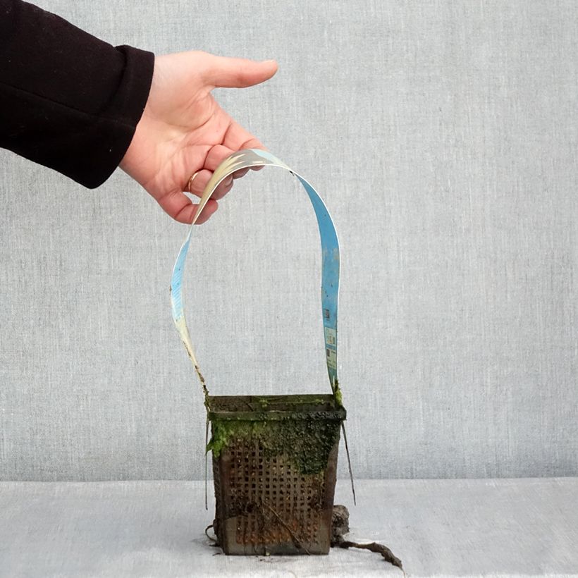 Example of Nymphaea Yellow Sensation - Nénuphar rustique jaune Pot van 1 l/1,5 l as you get in hiver