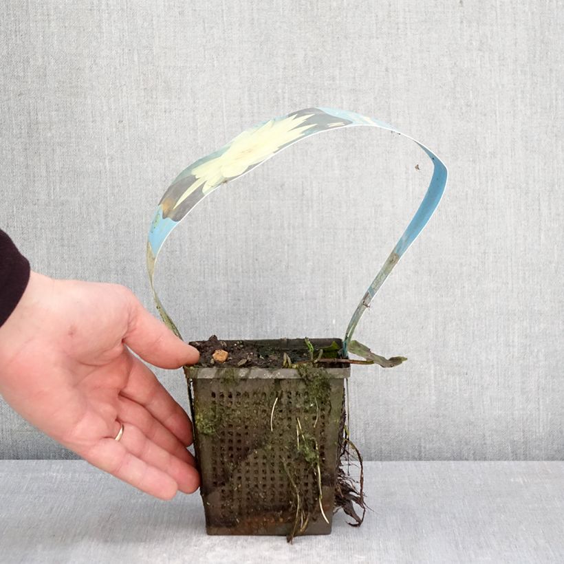 Exemplaar van Nymphaea Yellow Sensation - Waterlelie Pot van 1 l/1,5 l zoals geleverd in de lente