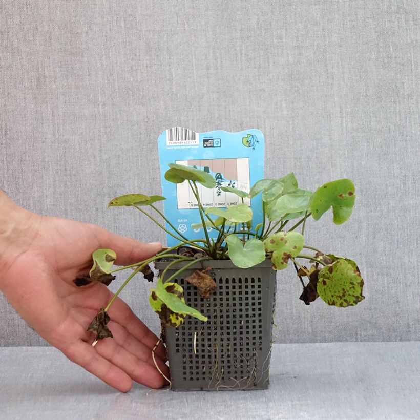 Example of Nymphoides peltata - Limnanthème faux-nénuphar Pot van 1 l/1,5 l as you get in ete