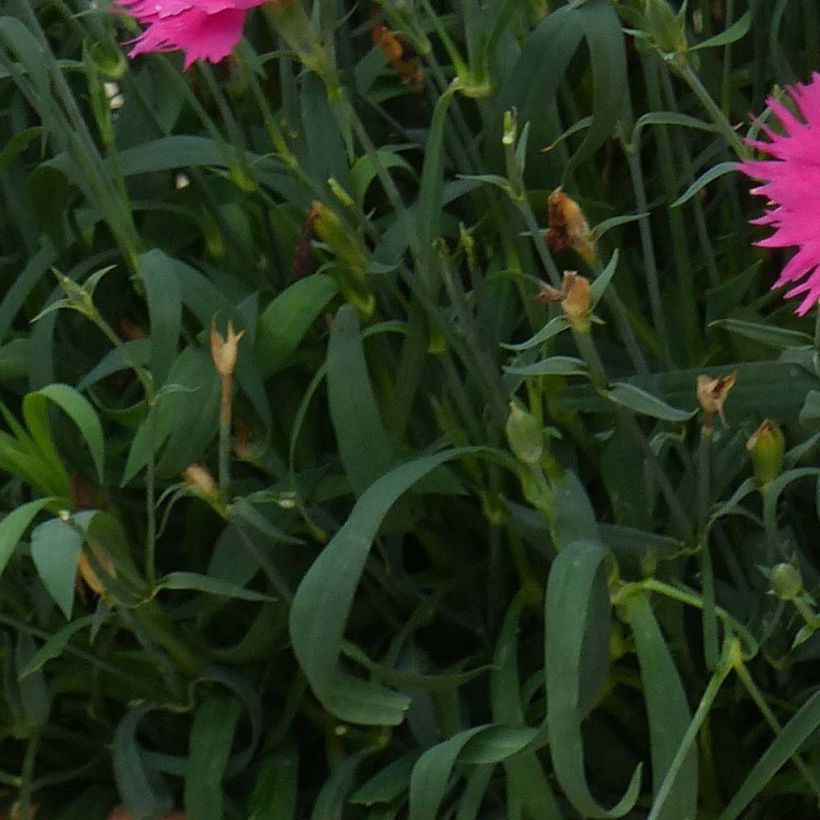 Anjer Suntory Pink - Dianthus (Foliage)