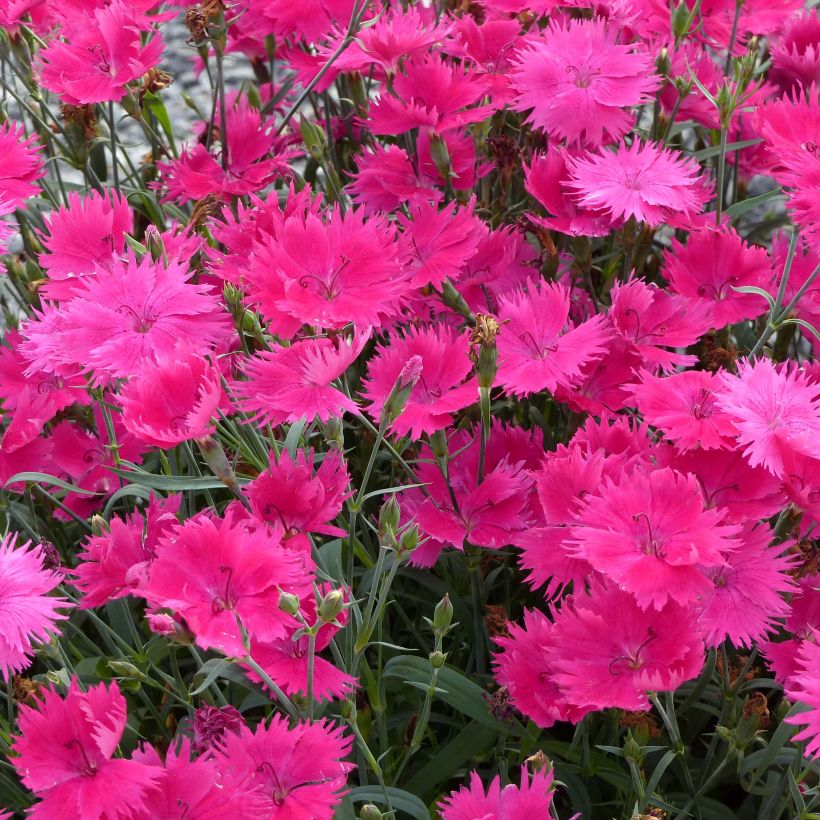Anjer Suntory Pink - Dianthus (Flowering)