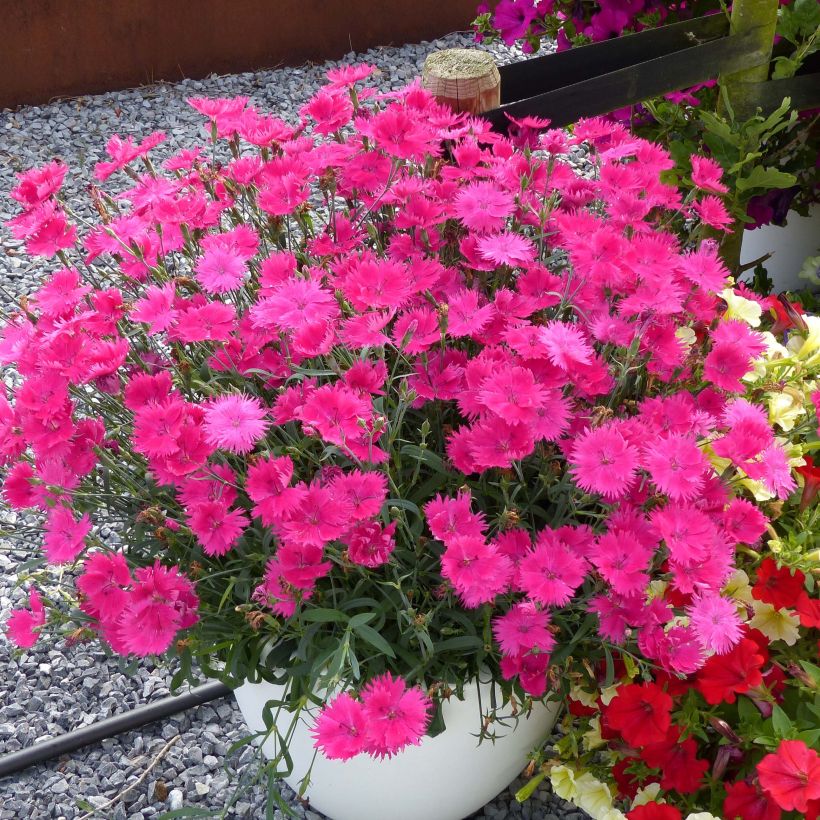 Anjer Suntory Pink - Dianthus (Plant habit)