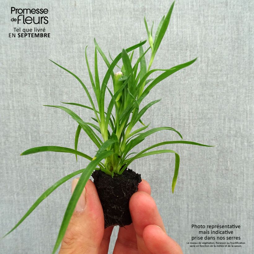 Example of Oeillet double vivace Sunflor Red Esta - Dianthus hybride Mini-mot Ø 1,5/2,5 cm as you get in automne