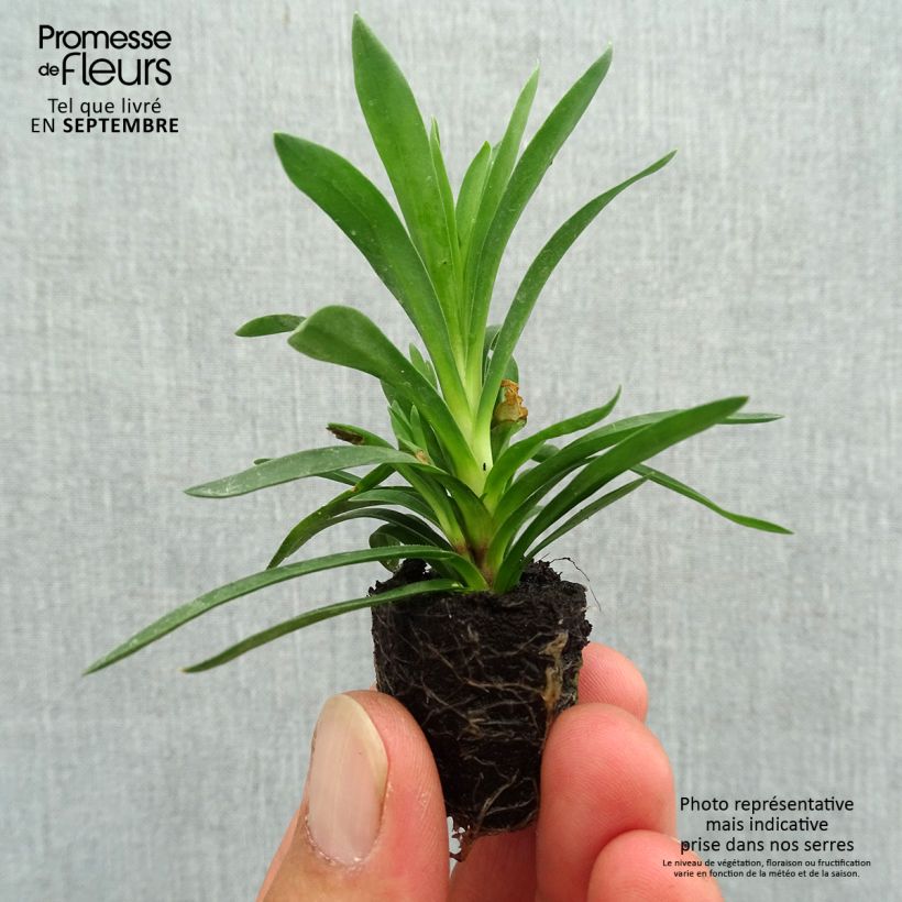 Example of Oeillet double vivace Sunflor Sinclair - Dianthus hybride Mini-mot Ø 1,5/2,5 cm as you get in automne