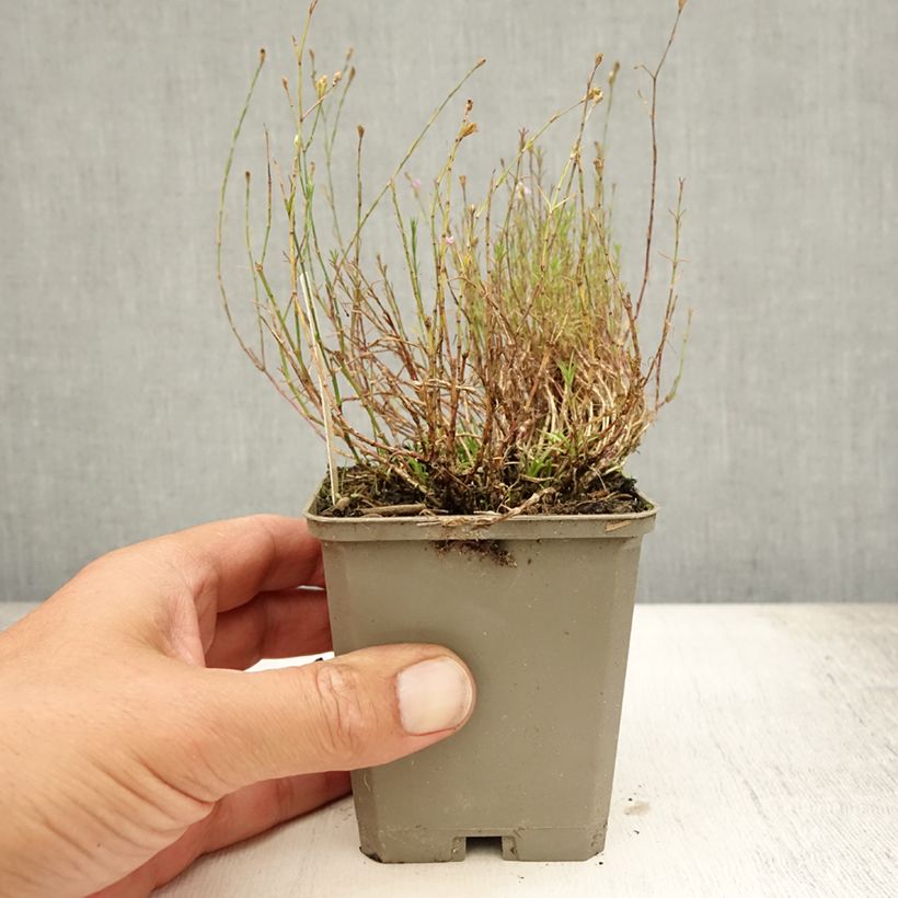 Exemplaar van Petrorhagia saxifraga - Kleine mantelanjer Kweekpotje van 8/9 cm zoals geleverd in de zomer