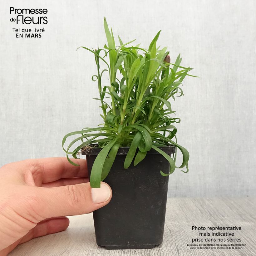 Exemplaar van Anjer Sunflor Beetle - Dianthus Kweekpotje van 8/9 cm zoals geleverd in de lente