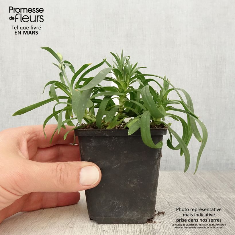 Exemplaar van Anjer Sunflor Cosmos - Dianthus Kweekpotje van 8/9 cm zoals geleverd in de lente