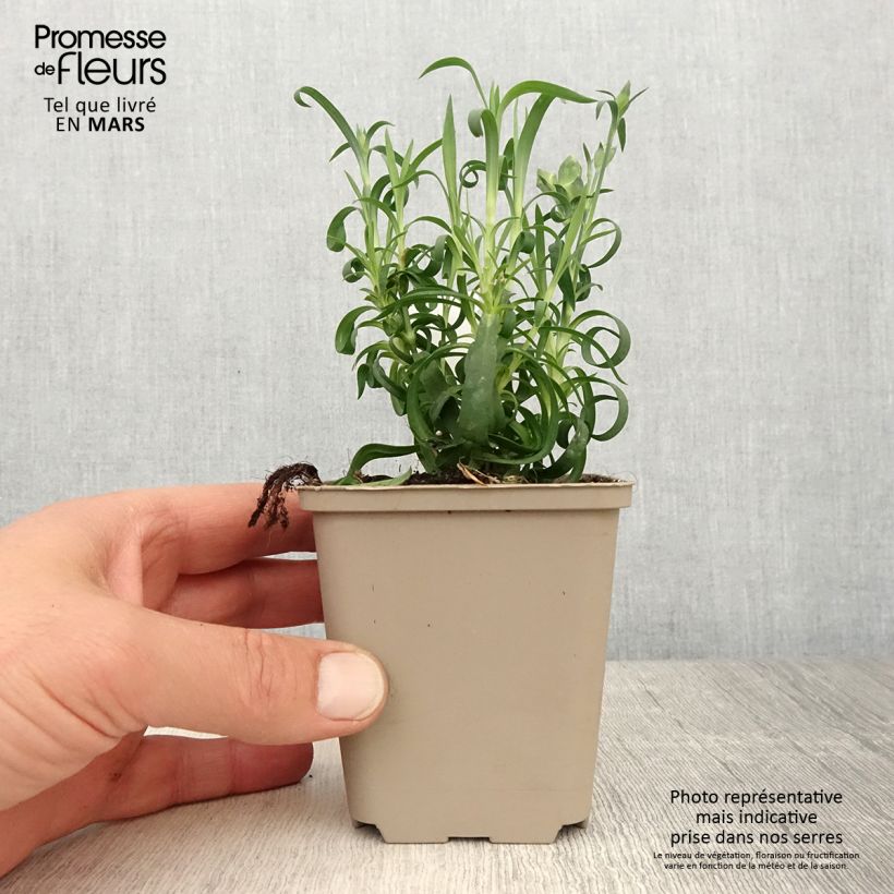 Example of Oeillet double vivace Sunflor Evert - Dianthus hybride Kweekpotje van 8/9 cm as you get in printemps