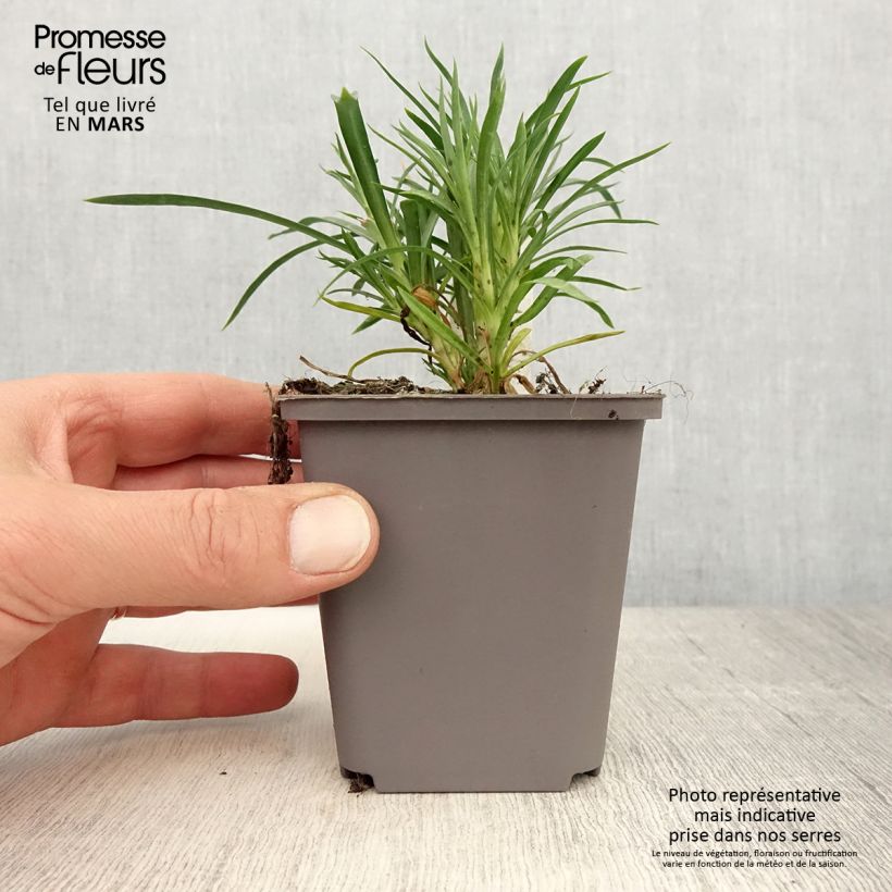 Example of Oeillet double vivace Sunflor Red Esta - Dianthus hybride Kweekpotje van 8/9 cm as you get in printemps