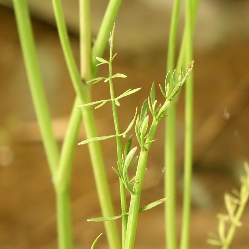 Oenanthe aquatica - Watertorkruid (Blad)