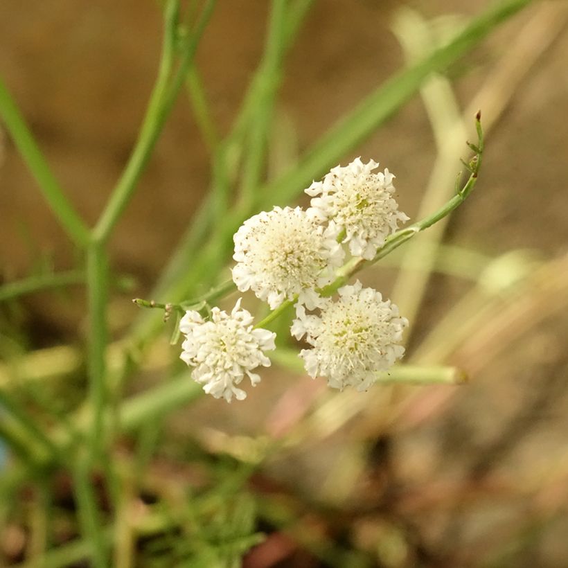 Oenanthe aquatica - Watertorkruid (Bloei)